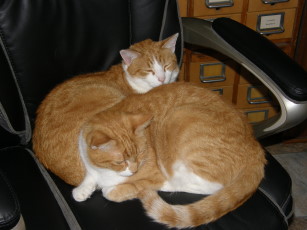 This is Foxy & Phoenix